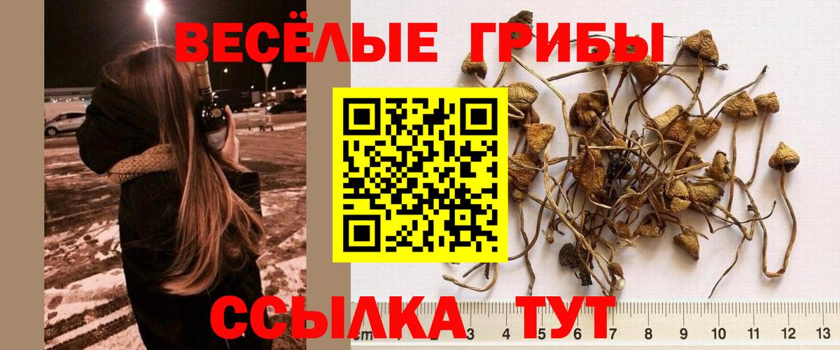 Галлюциногенные грибы мухоморы Дмитров